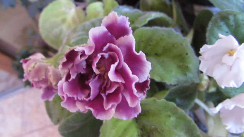  - Violete