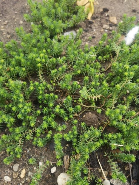 471DF27A-214B-478B-BEBC-6E9E8EF153B1 - -SCHIMB sau VAND in Bucuresti!