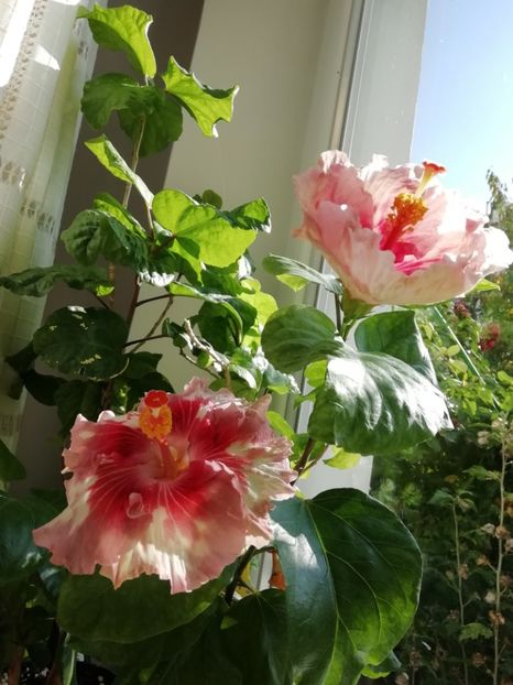  - Asia Rosette Nebula - l-am pierdut