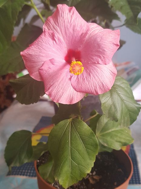  - 1-2 HIBISCUS