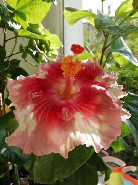  - Asia Rosette Nebula - l-am pierdut