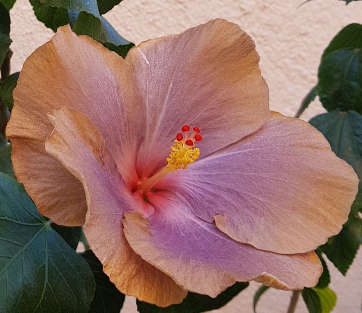  - 1-2 HIBISCUS