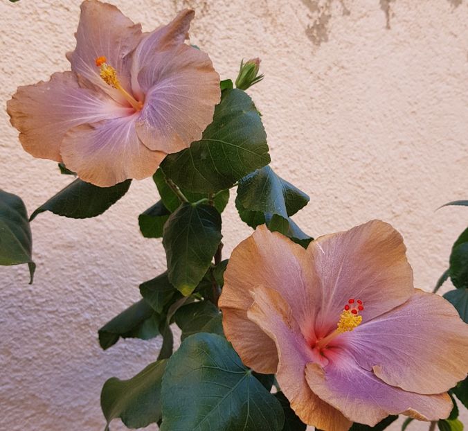  - 1-2 HIBISCUS