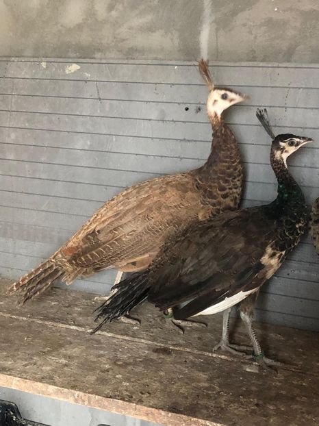 F699D887-EBEB-4490-82C8-542CD9065F22 - Pauni