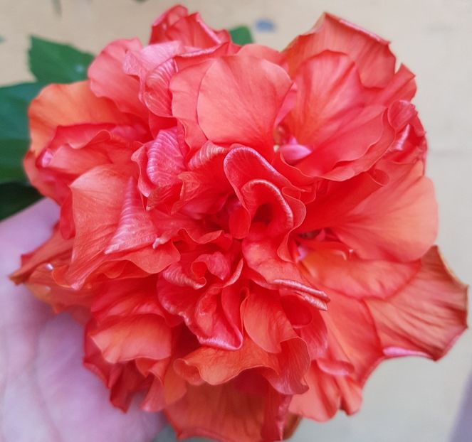  - 1-2 HIBISCUS
