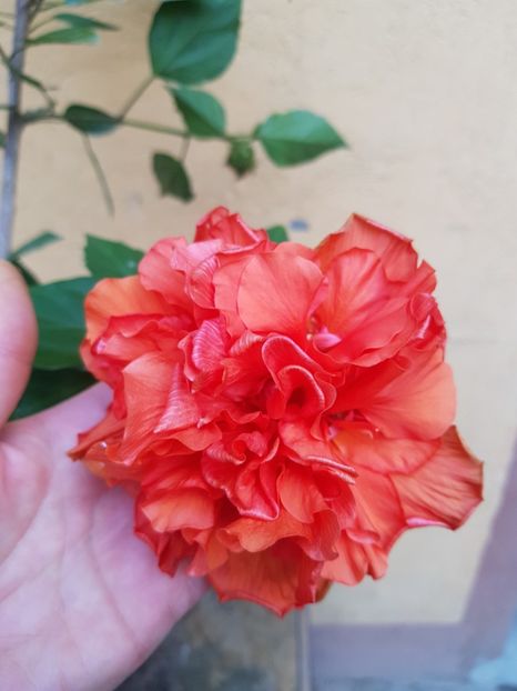  - 1-2 HIBISCUS