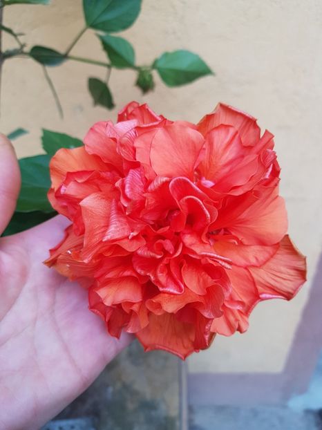  - 1-2 HIBISCUS