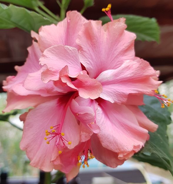  - 1-2 HIBISCUS