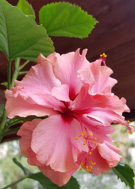  - 1-2 HIBISCUS