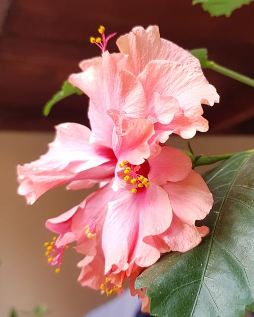  - 1-2 HIBISCUS