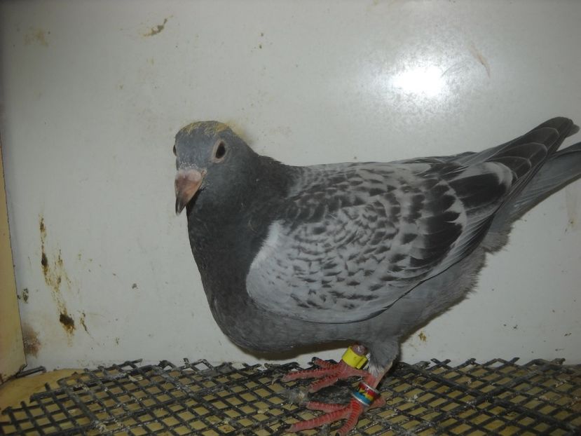  - PORUMBEI VANDUTI 2