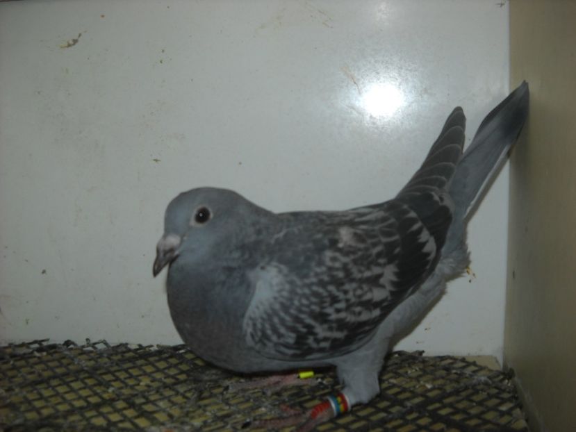  - UNDEVA IN SUCEAVA arhiva