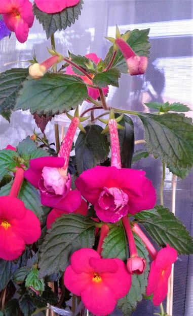  - Achimenes 11 10 207819