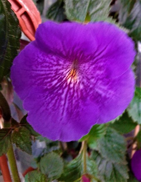  - Achimenes 11 10 207819