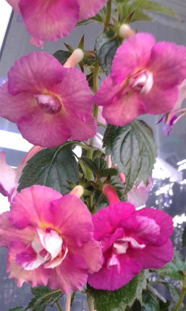  - Achimenes 11 10 207819