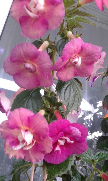  - Achimenes 11 10 207819