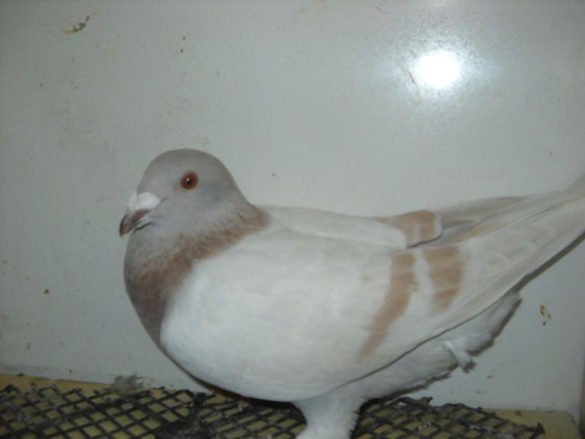  - PORUMBEI VANDUTI 2