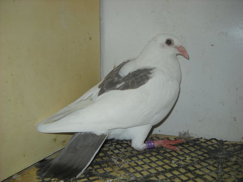  - PORUMBEI VANDUTI 2