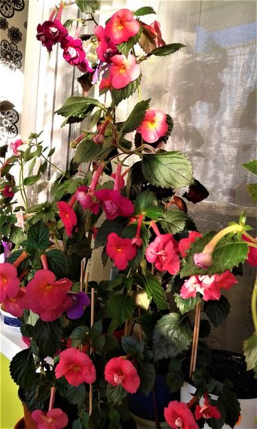 - Achimenes 11 10 207819