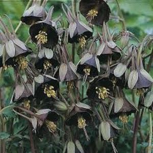 Via UK - Aquilegia viridiflora Chocolate Soldier - - Seminte achizitionate 2018 - 2019