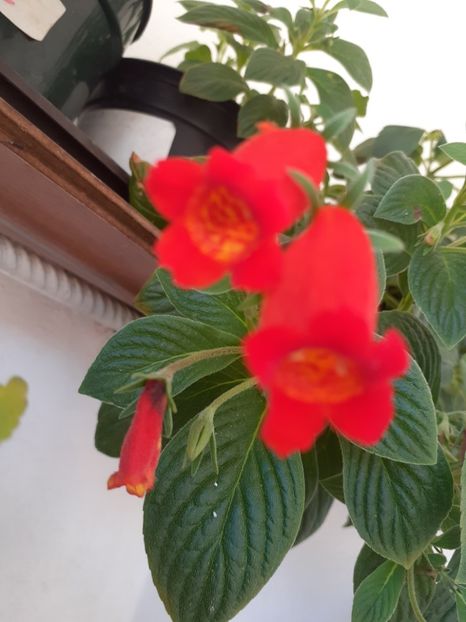  - SEEMANNIA EVITA