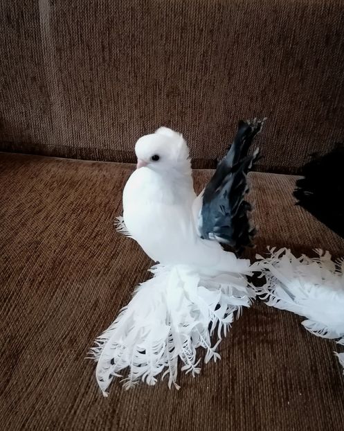  - Omsk si novocerkaski 2019