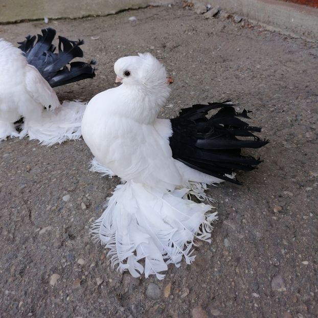  - Omsk si novocerkaski 2019