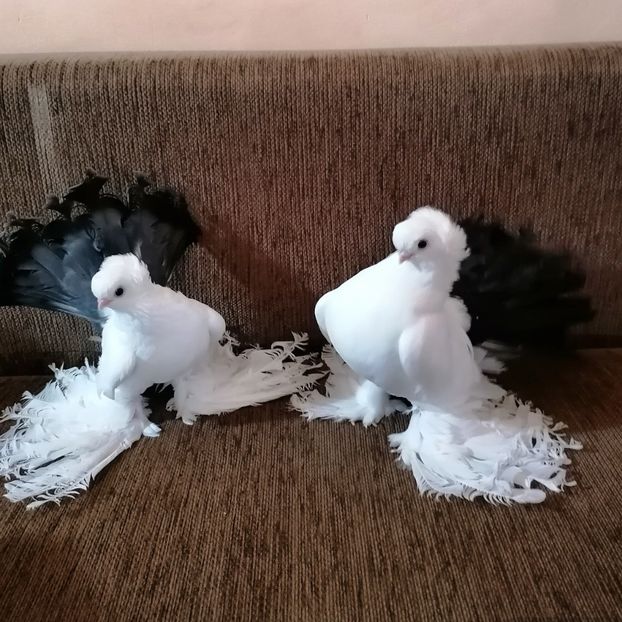  - Omsk si novocerkaski 2019