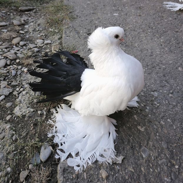  - Omsk si novocerkaski 2019