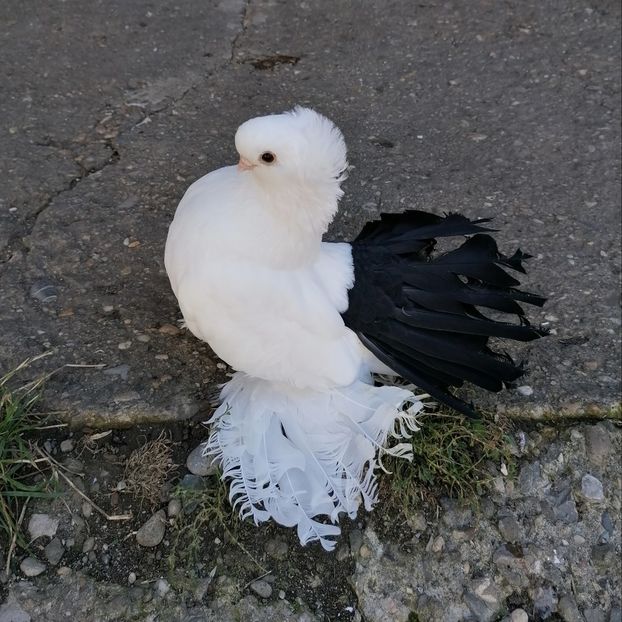  - Omsk si novocerkaski 2019