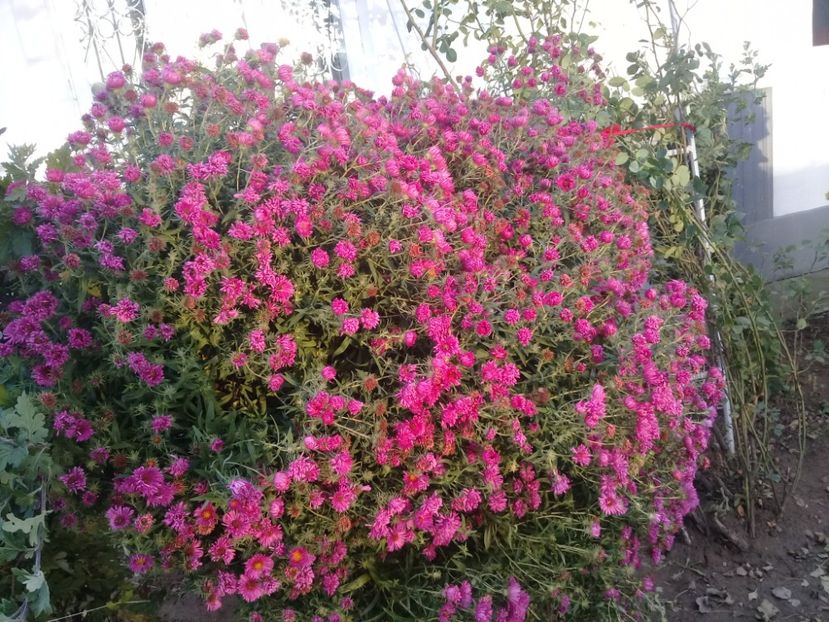  - Alte flori