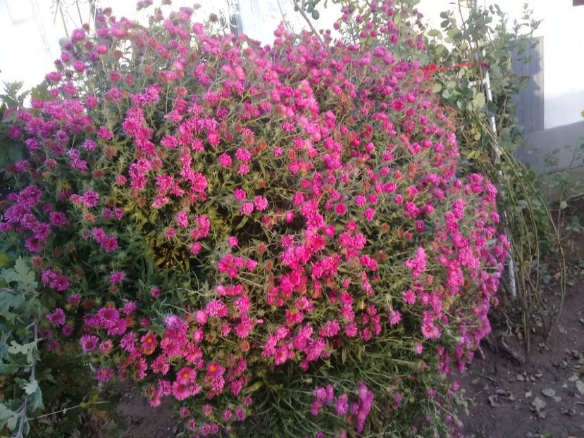  - Alte flori