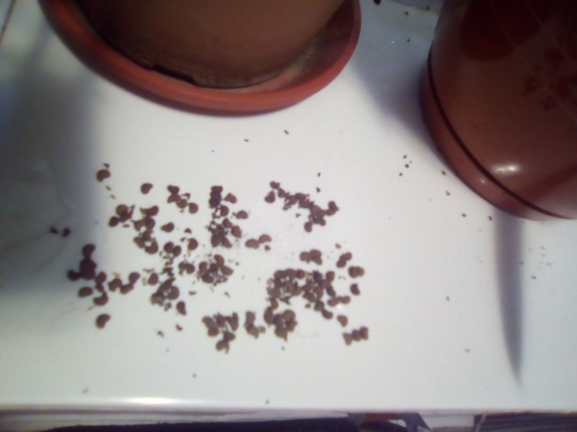  - Germinare hibiscus