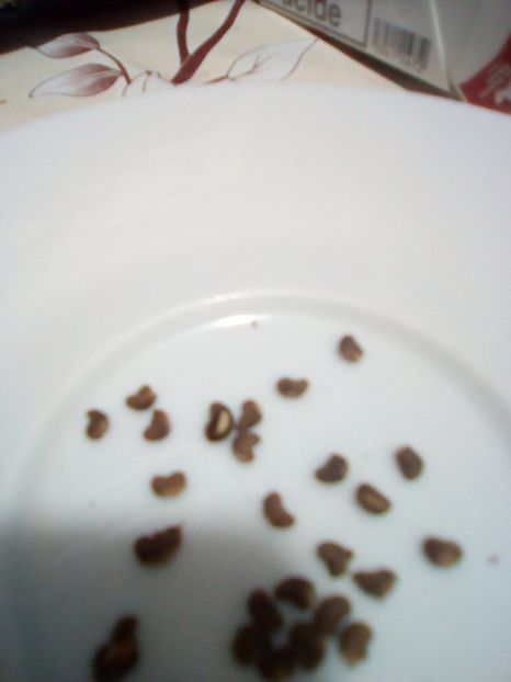 2 semintele asezate pe servetel ud - Germinare hibiscus