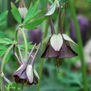 Aquilegia viridiflora 'Chocolate Soldier' - - Seminte achizitionate 2018 - 2019