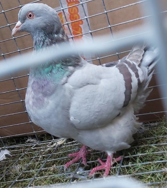  - DE VANZARE 2018 octombrie