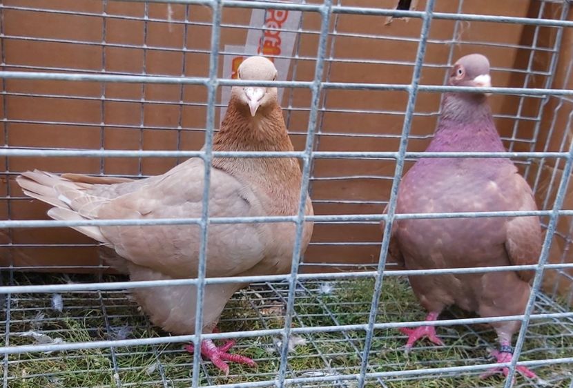  - DE VANZARE 2018 octombrie