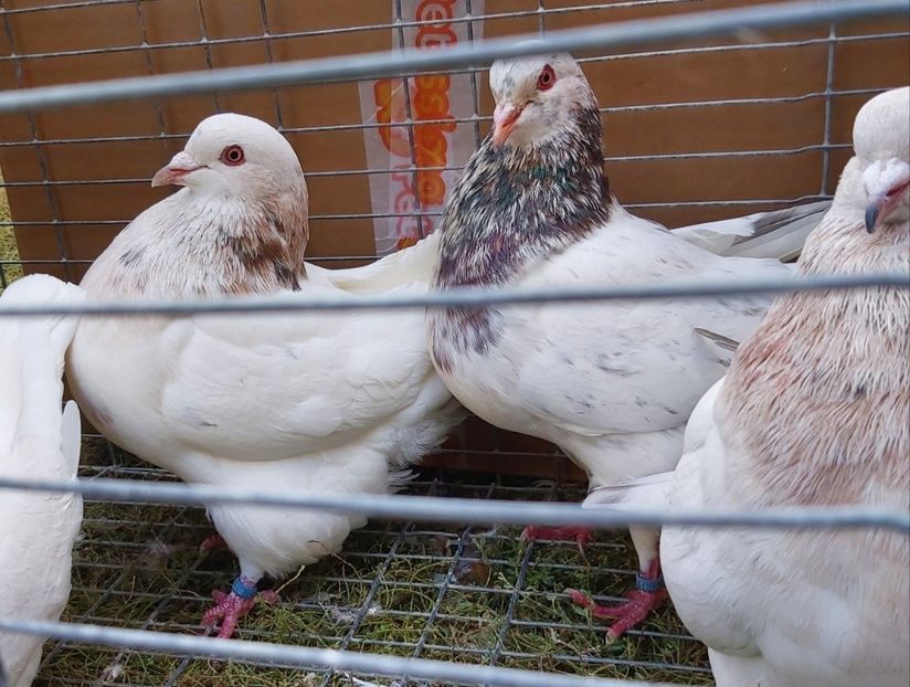  - DE VANZARE 2018 octombrie