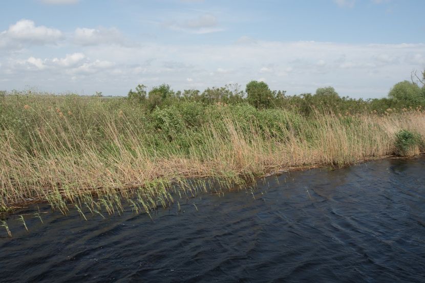 P5110299 - VIVATRONIK 1