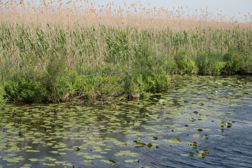 P5110340 - VIVATRONIK 1