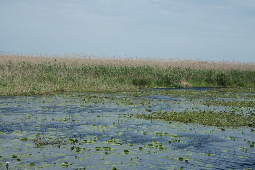 P5110341 - VIVATRONIK 1