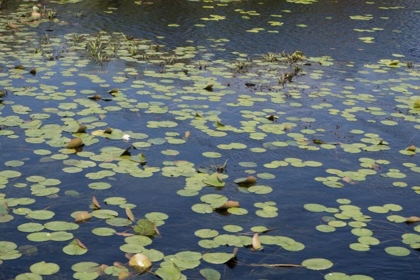 P5110342 - VIVATRONIK 1