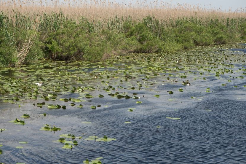 P5110344 - VIVATRONIK 1