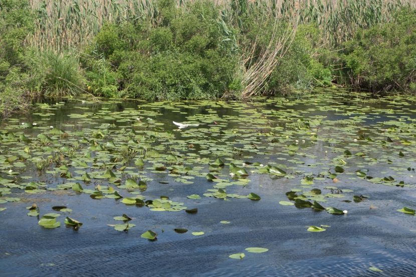 P5110345 - VIVATRONIK 1