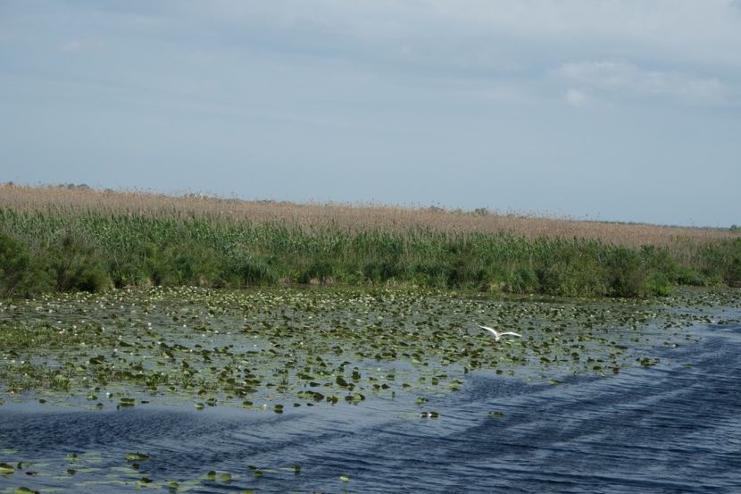 P5110350 - VIVATRONIK 1