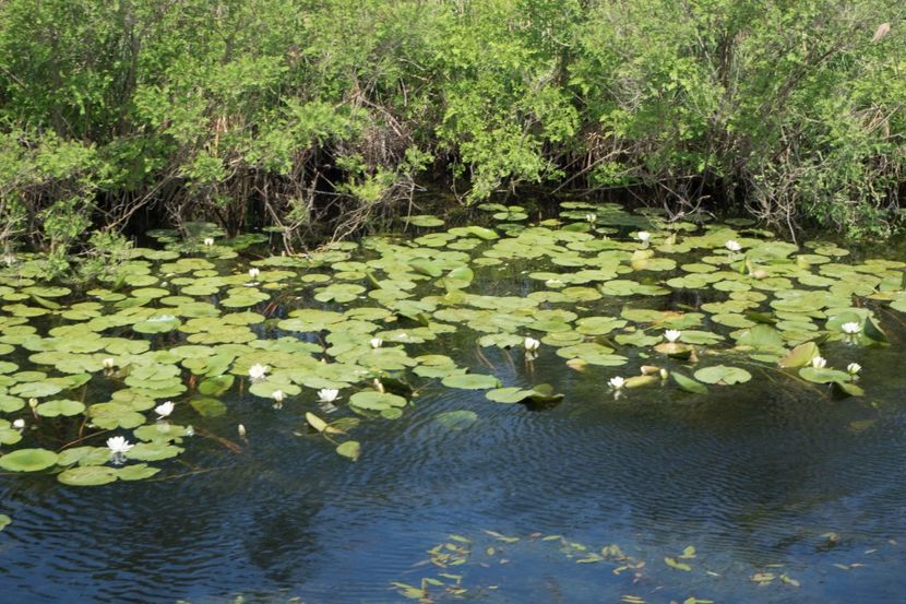 P5110351 - VIVATRONIK 1