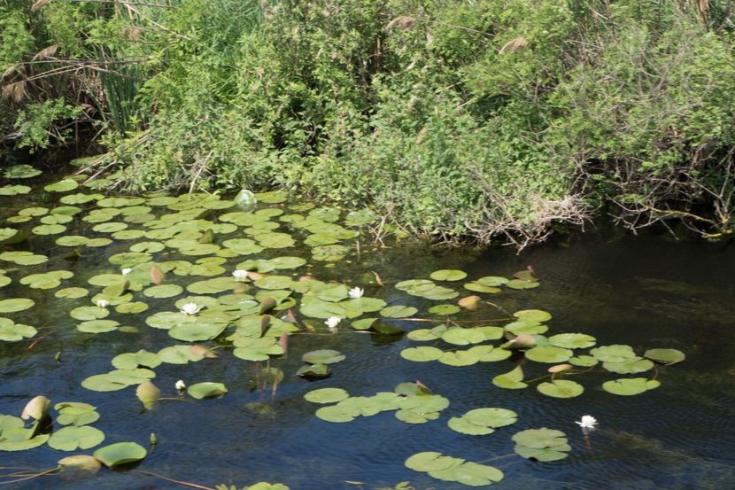 P5110352 - VIVATRONIK 1