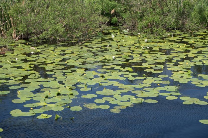 P5110353 - VIVATRONIK 1