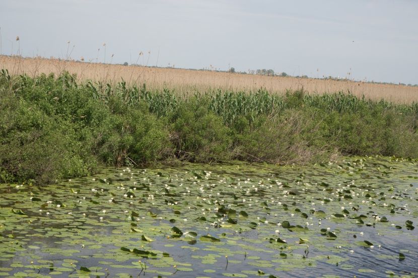 P5110354 - VIVATRONIK 1