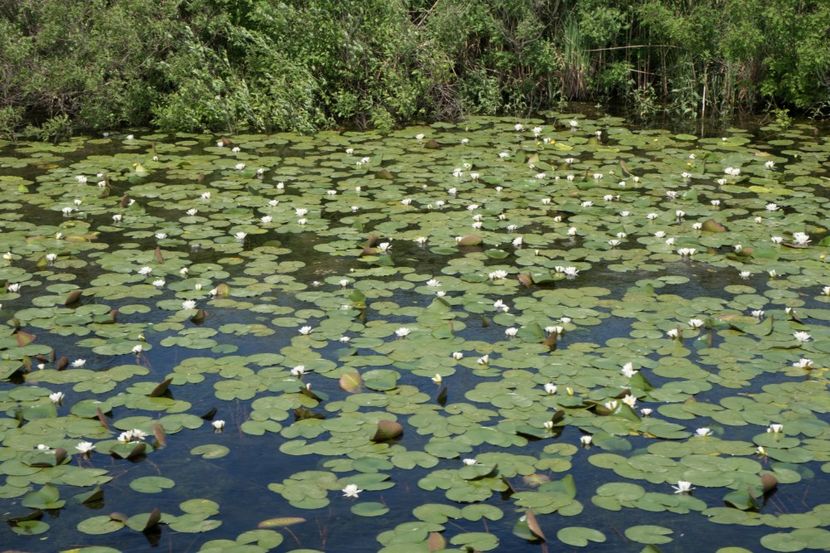 P5110355 - VIVATRONIK 1